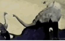 a group of elephants are standing next to each other on top of a hill .