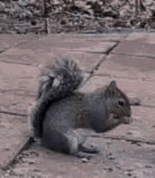Wildlifecam Twitch GIF - Wildlifecam Twitch Squirrel GIFs