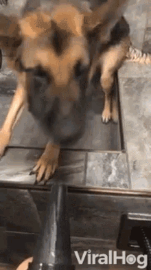 Dog Dog Chewing Air GIF - Dog Dog Chewing Air Air GIFs