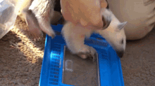 a person is holding a small animal in a blue cage