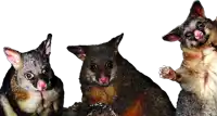 three animals are standing next to each other and one of them has a pink tongue sticking out
