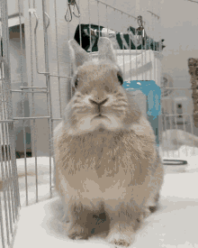 arpeggione arp bunny nose cute