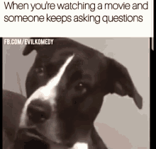Dogs When Youre Watching A Movie A Nd Someone Keeps Asking Questions GIF