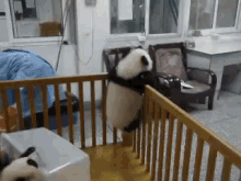 Sneaky Panda GIF - Cute Panda Adorable GIFs