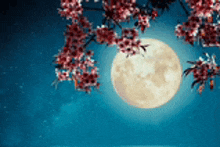 a full moon is visible through the branches of a cherry blossom tree at night .