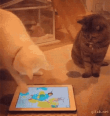 two cats are looking at a tablet with a map of the world on it