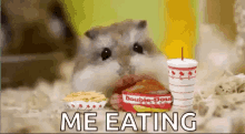 Hamster Eating GIF - Hamster Eating Mini Food GIFs