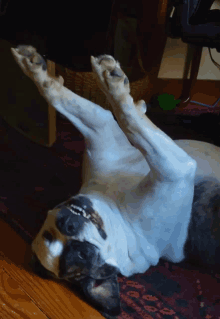 Dog Dance GIF - Dog Dance Ripley GIFs