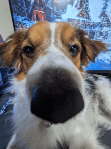 a close up of a dog 's nose in front of a computer screen that says ram