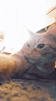a close up of a cat 's face with a tiktok icon in the corner