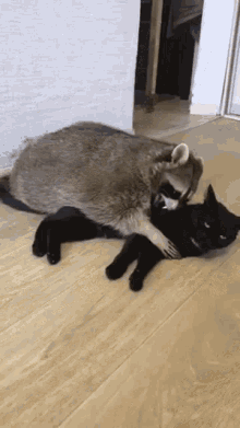 cat raccoon cuddle big fat hug
