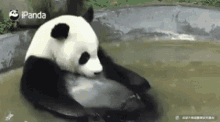 Bathing Panda Chill GIF - Bathing Panda Chill Relax GIFs