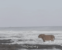 a painting of a lion walking on the beach with the words " почему " below it