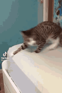 Cat Arching Cat GIF - Cat Arching Cat Taecvult GIFs