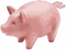 Pigs GIF