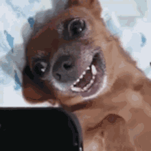 Cat Dog GIF - Cat Dog Smile GIFs