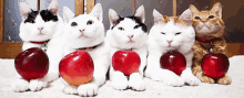 Apple GIF - Apple Apples An Apple A Day Keeps The Doctor Away GIFs