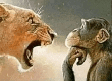a lion and a chimpanzee are standing next to each other with their mouths open .