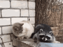 Cat Slap GIF - Cat Slap Raccoon GIFs