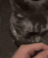 a close up of a cat looking at a person 's hand on a table .