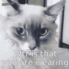 Wtf Is That You Are Wearing GIF - Wtf Is That You Are Wearing Cat GIFs