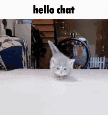 Hello Chat Cat GIF - Hello Chat Cat Kitten GIFs
