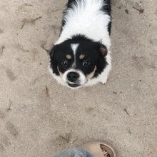 a black and white dog looking up at someone 's foot