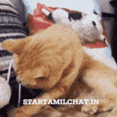 a cat laying on a couch with the words starttamilchat.in written on the bottom