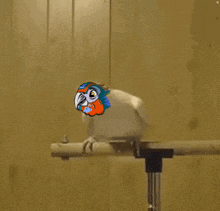 Parrots Parrotnft GIF - Parrots Parrotnft Parrotsnft GIFs