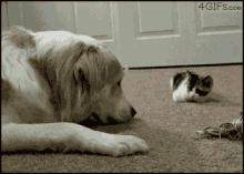 dog chasing cat clip art