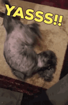 Yes Yas GIF - Yes Yas Cat GIFs
