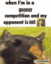 a cat with a butterfly in its mouth says when i 'm in a gooner competition