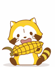rascal raccoon eating corn like