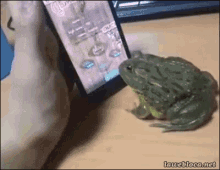 Attack GIF - Frog Attack Bitten By A Frog GIFs