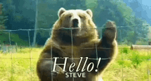 Hello Bear GIF - Hello Bear Hi GIFs