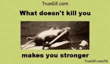 What Doesnt Kill You Makes You Stronger Funny Rat GIF - What Doesnt Kill You Makes You Stronger Funny Rat Work Out GIFs