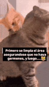 two cats are standing next to each other with the text primero se limpia el area asegurandose que no haya germenes
