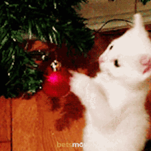 Cat Noel GIF - Cat Noel Merry Christmas Eve Eve GIFs