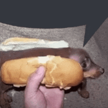 Hot Dog Fark Dog GIF