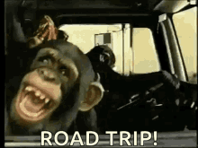 monkey road trip