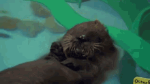 Shake It Out GIF - Otters Pups Floating GIFs