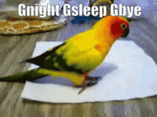 Gnight Gsleep Gbye Birb GIF - Gnight Gsleep Gbye Birb GIFs