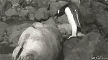 Seal Penguin GIF - Seal Penguin Penguin Jumped Over A Seal GIFs