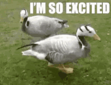 Excited Duck GIF - Excited Duck Im So Excited GIFs