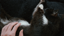 Cat Misty GIF - Cat Misty Misty Cat GIFs