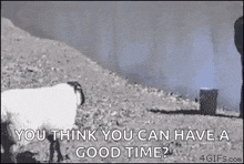 a man is standing next to a goat in a field .