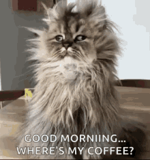 Good Morning Coffee GIF - Good Morning Coffee Wheres GIFs