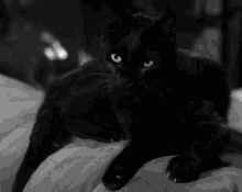 Black Cat Salem GIF