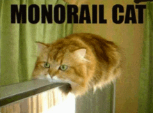 Cat Meme GIF - Cat Meme Train GIFs