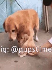 Dog Puppy GIF - Dog Puppy Puppies GIFs
